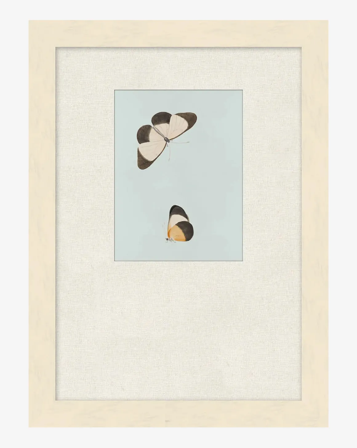 Butterflies Study I