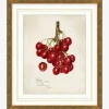 Cherry Study