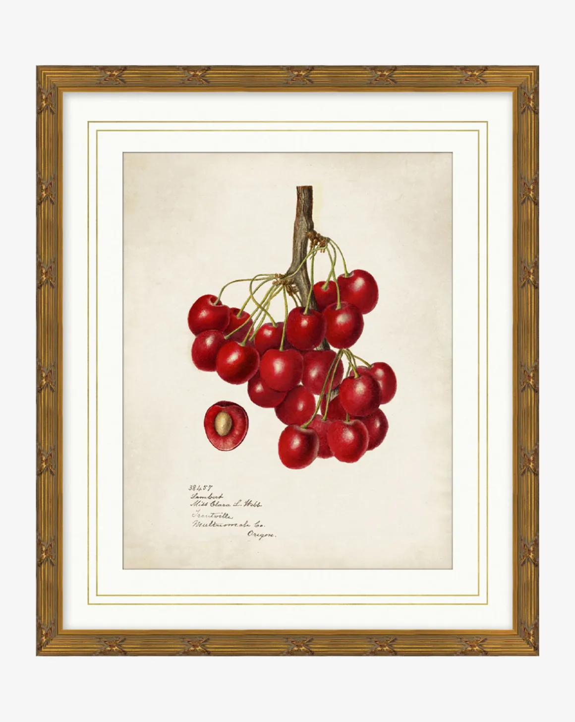 Cherry Study