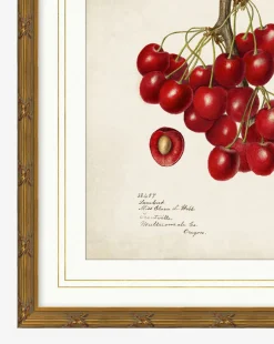Cherry Study