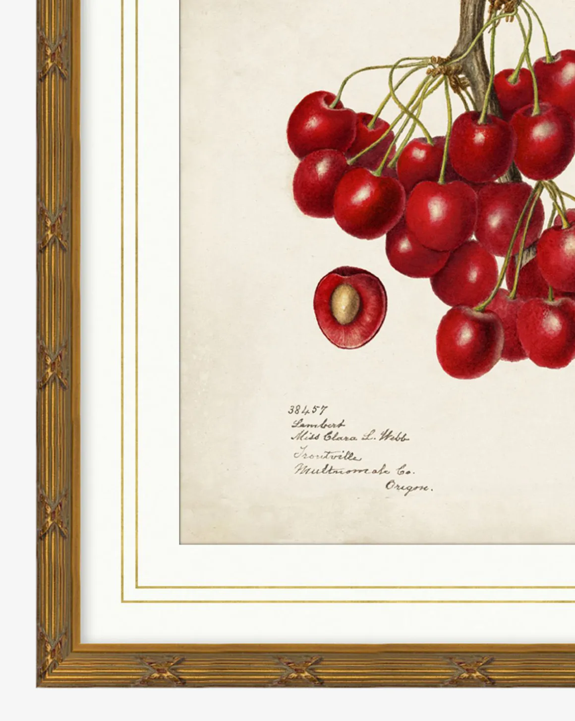 Cherry Study