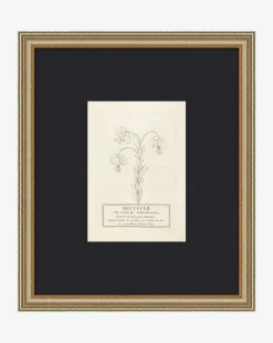 Collection Of French Flowers