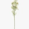 Cream Cosmos Stem