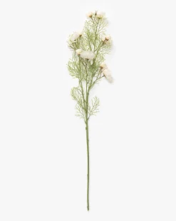 Cream Cosmos Stem