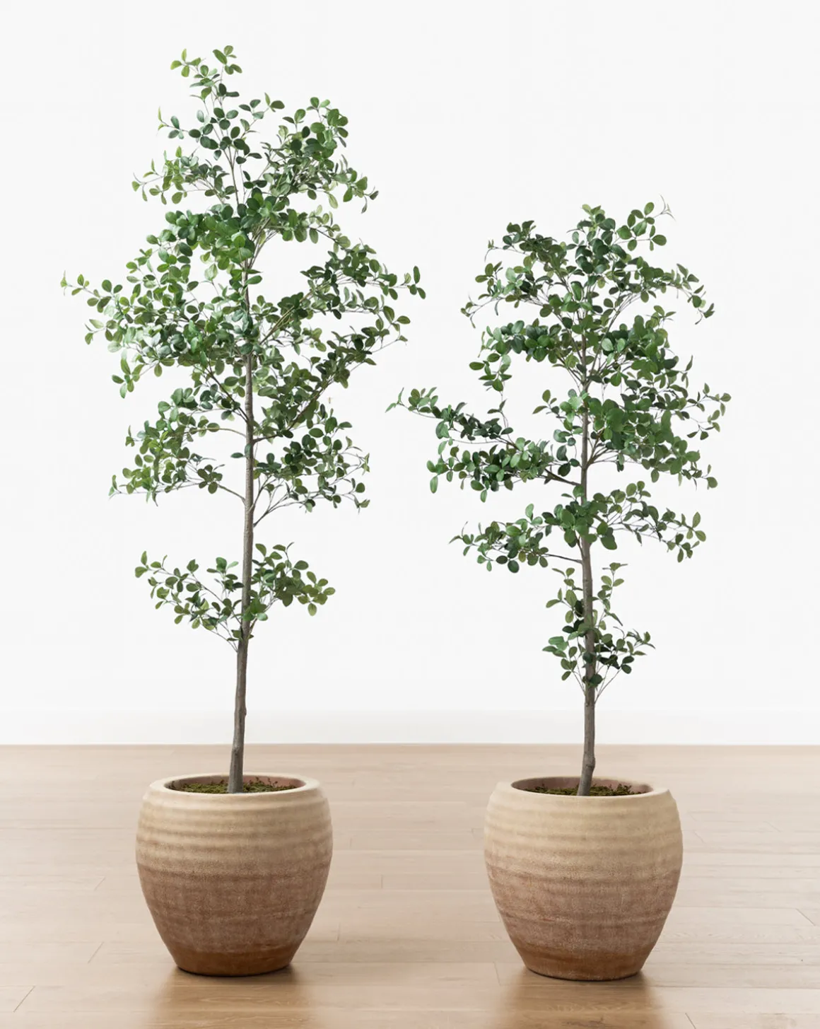 Faux Cascalote Tree