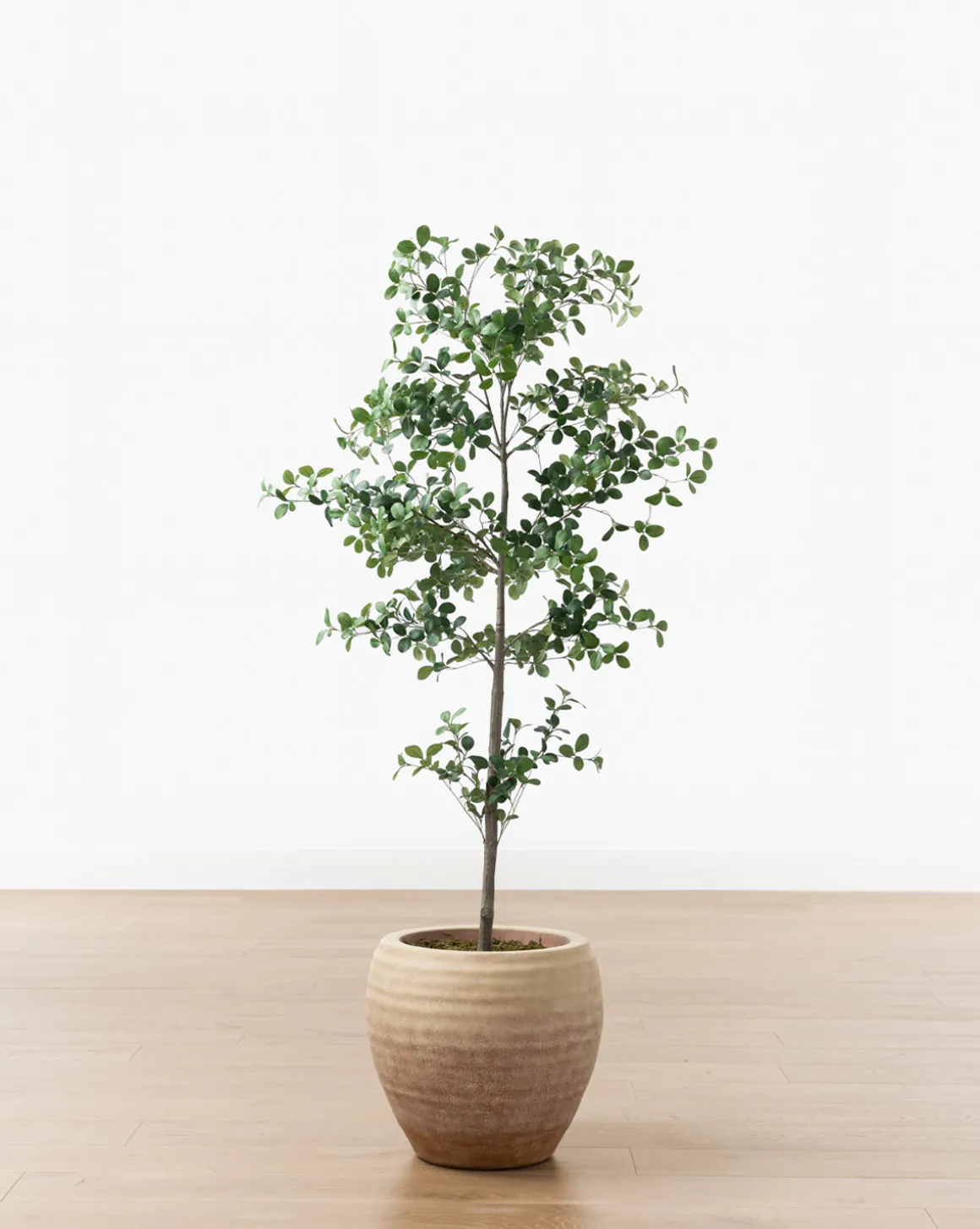 Faux Cascalote Tree