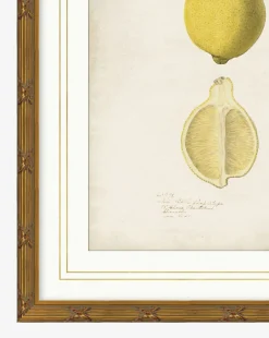 Lemon Study