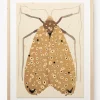 Moth IV By Coup d'Esprit