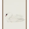 Neutral Swan