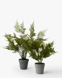 Plumosa Fern Drop-In