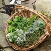 Rattan Gardening Tray