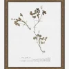 Subdued Botanicals I