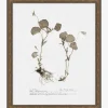 Subdued Botanicals II