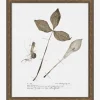 Subdued Botanicals III