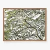 Treetops