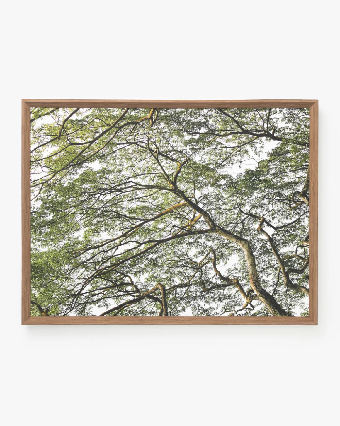 Treetops