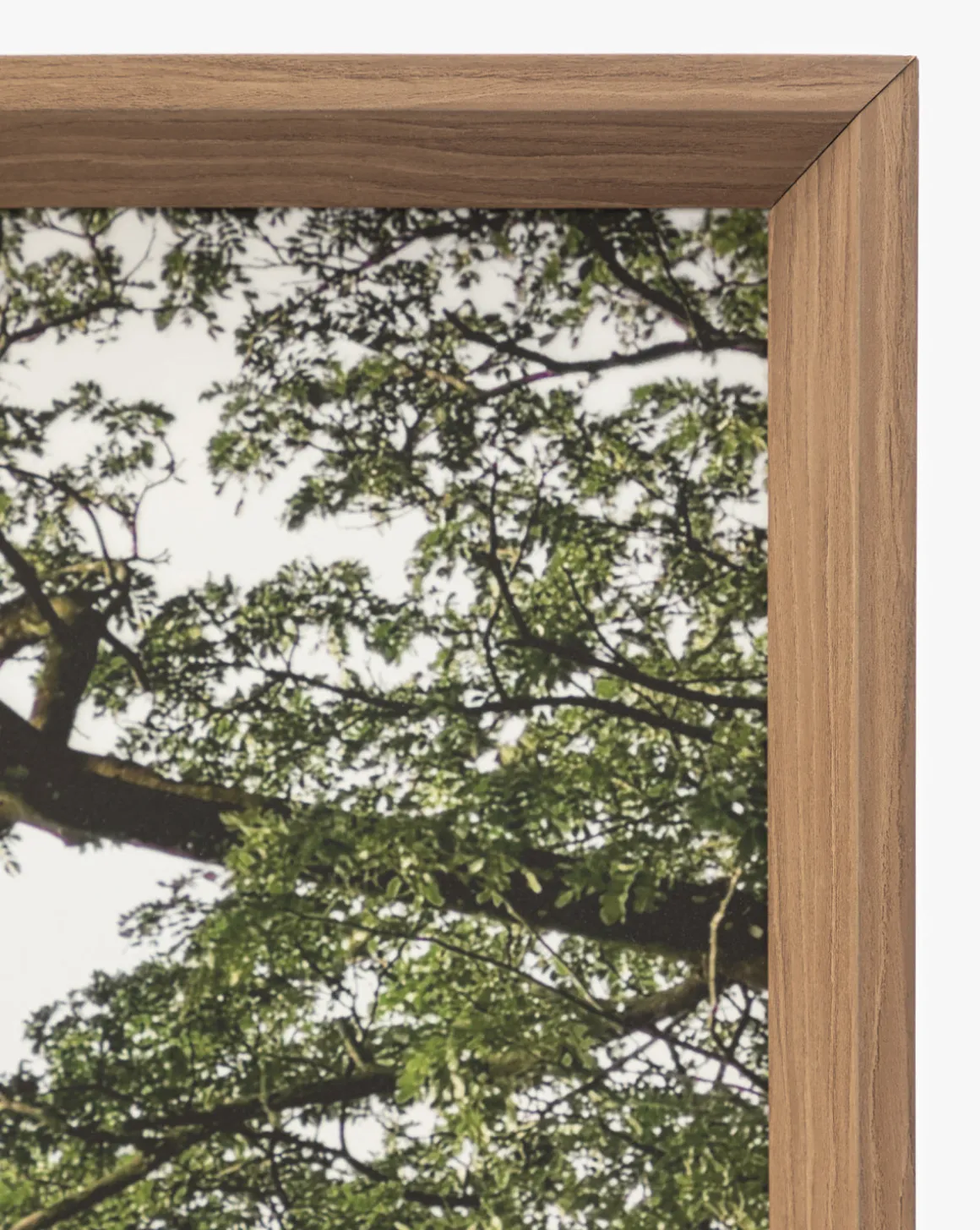 Treetops